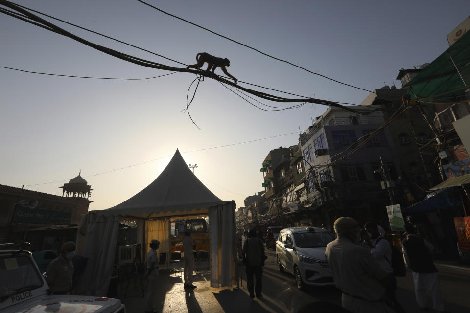FILE - A monkey walks across power cables near the Jama Mosque in the old quarters of New Delhi, India, Monday, May 25, 2020. Humans’ ancient ancestors had tails, as most vertebrates still do. But somewhere around 20 or 25 million years ago, when apes diverged from monkeys, our branch of the tree of life shed its back appendage. In a paper published in the journal Nature on Wednesday, Feb. 28, 2024, researchers identify at least one of the key genetic tweaks that led to this change. (AP Photo/Manish Swarup, File)