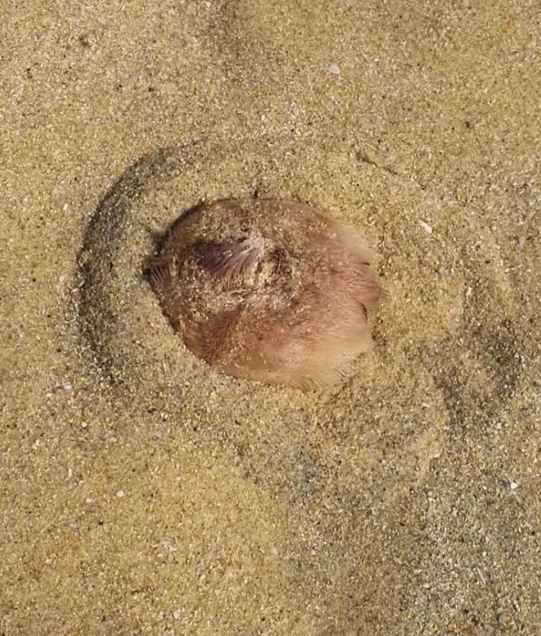 A sea creature identified as a sea potato burrows into the sand at a Cronulla beach.