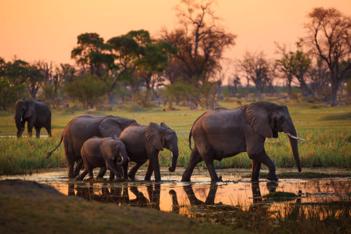 Elephants in Moremi National Park - Botswana; (photo/Shutterstock)