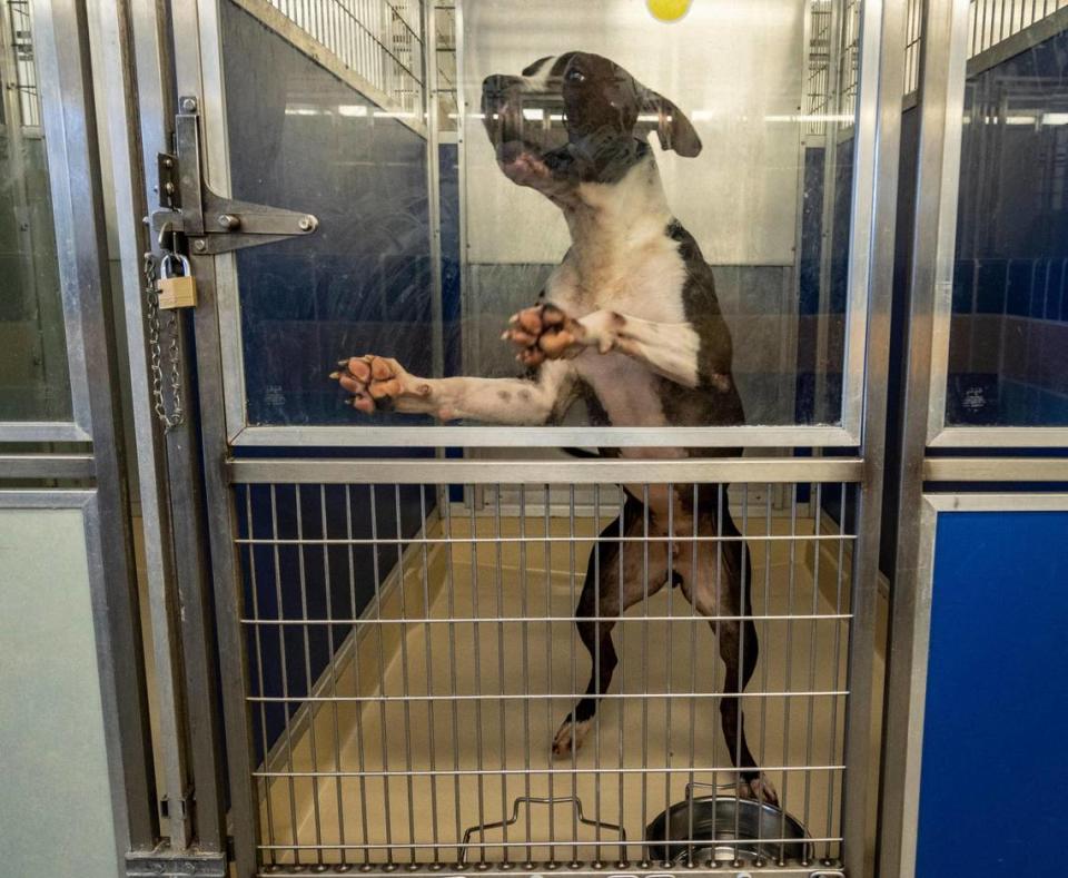 Marc, a 5-year-old, neutered, American Bulldog mix, jumps excitedly inside an enclosure at the Miami-Dade Animal shelter in Doral.