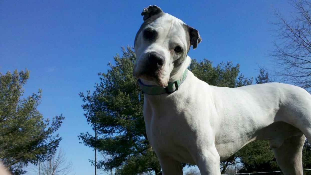 Taking a break from fetch at the park -- this is his "more please" face. (Photo: Photo Courtesy of Aubrey Dunn)