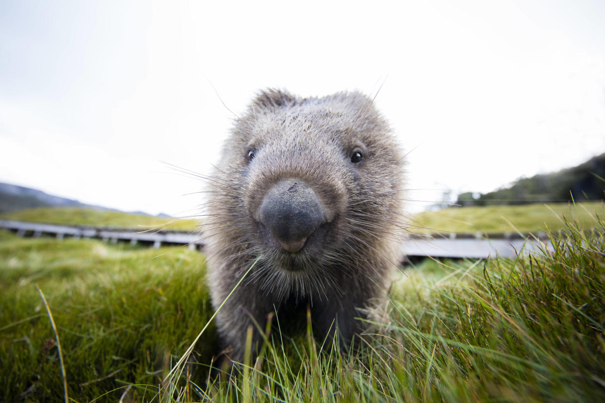 Parmi les offres proposées, promeneur de wombat.