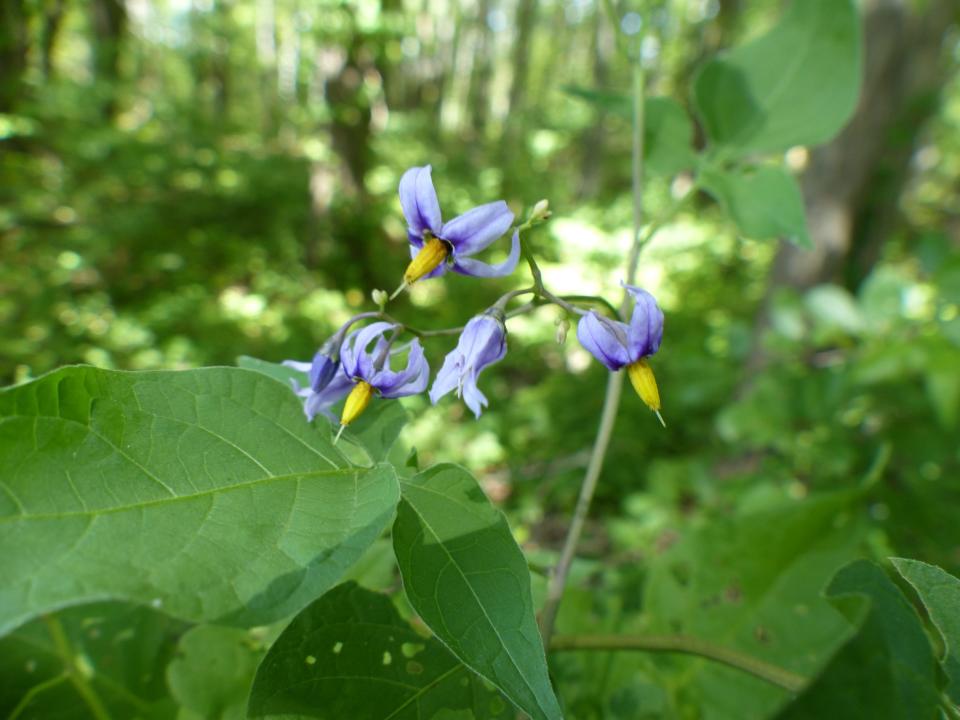 Nightshade flower