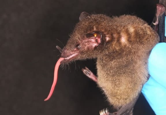 A tube-lipped nectar bat (<em>Anoura fistulata</em>) found in Bolivia. The bat has the longest tongue relative to its size of any mammal.