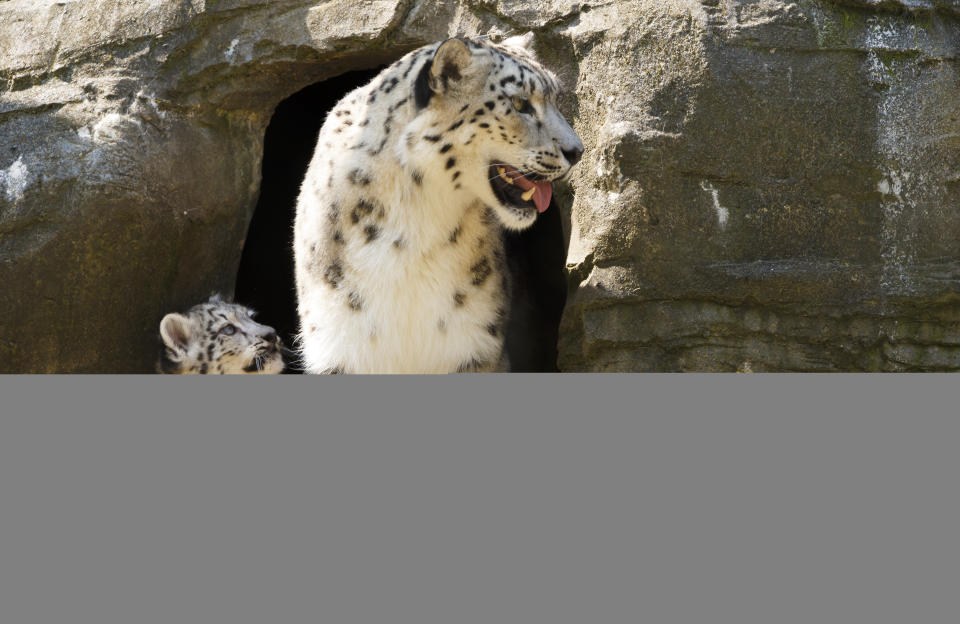 Irina the snow leopard and one of her litter of three 12 week old cubs at Marwell Zoo near Winchester as they consider venturing out for the first time.