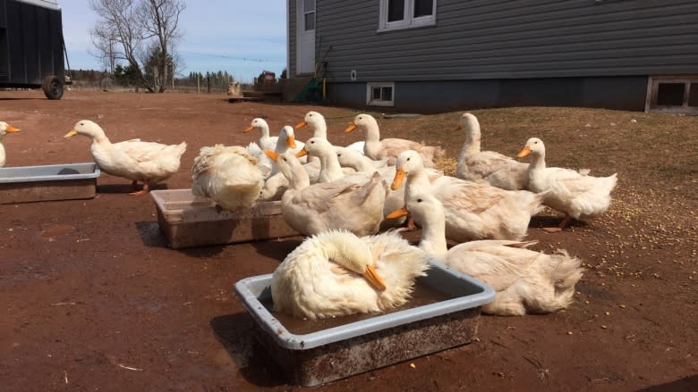 P.E.I. duck farm expanding to produce charcuterie