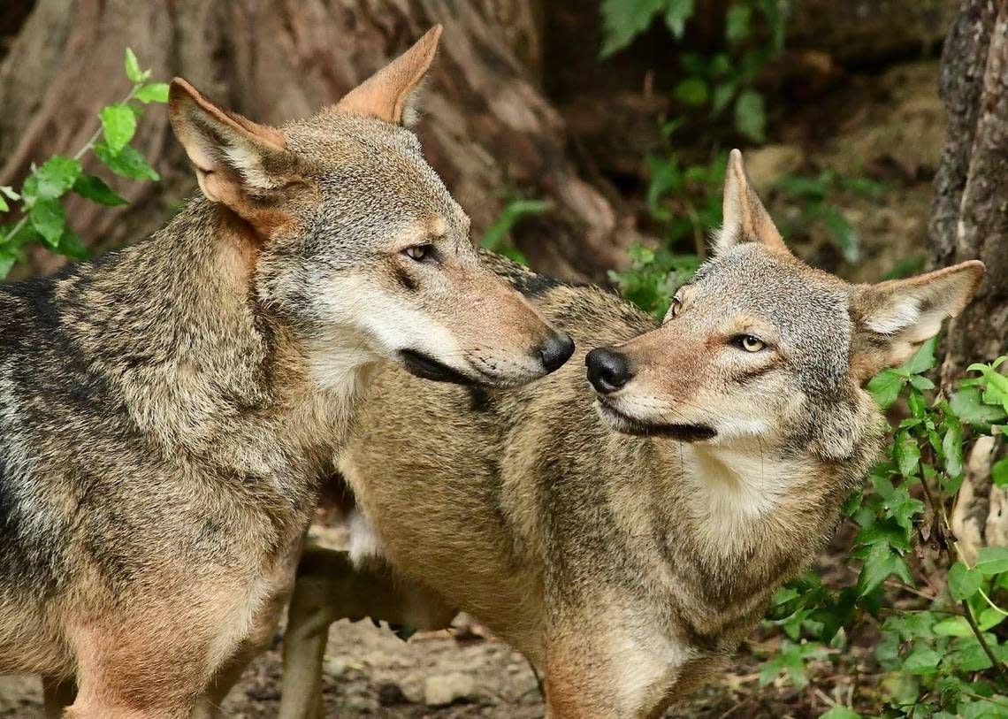 Eno and Ellerbe are the Museum of Life and Science’s red wolf ambassadors. They’ve lived at the museum since they were born in 2018.
