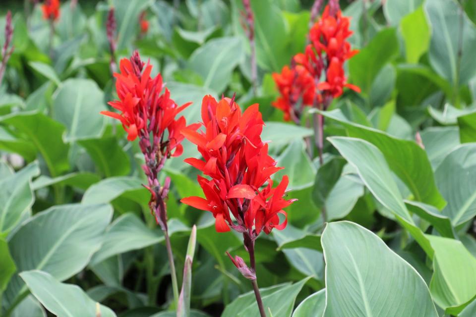 in summer, red cannas bloom in the flowerbed