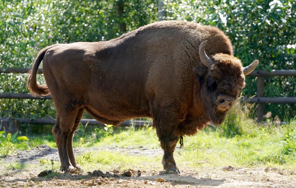 A bison at the Wildwood Trust near Canterbury in Kent (Gareth Fuller/PA) (PA Archive)