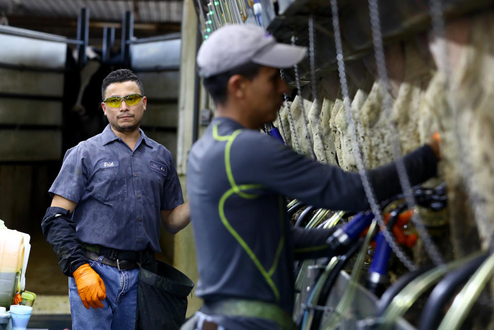 Uriel Lopez, left, has worked at Ripp's Dairy Valley farm for 10 years. Here he is seen in the milking parlor with Eddy Aquilera. Eleven of the 12 non-family members who work at Ripp's dairy are&nbsp;Latino&nbsp;immigrants. (Photo: Coburn Dukehart/Wisconsin Center for Investigative Journalism)