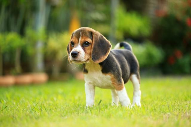 mini beagle puppies