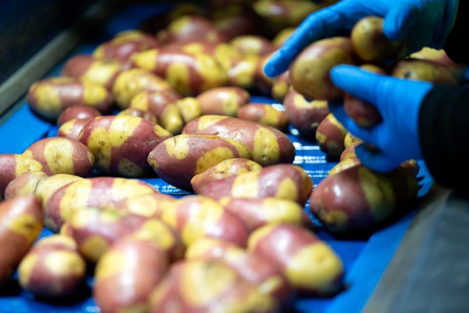 A new hybrid variety of potatoes has been named Nemo, after the cartoon fish in Finding Nemo, due to its unusual markings (Joe Giddens/PA) (PA Wire)