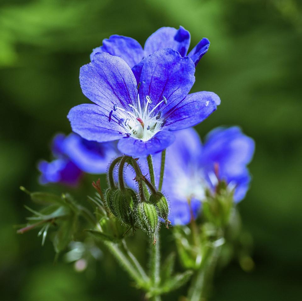 border plants