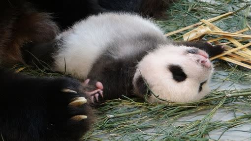 出生57天的圓仔。（圖／台北市立動物園提供）