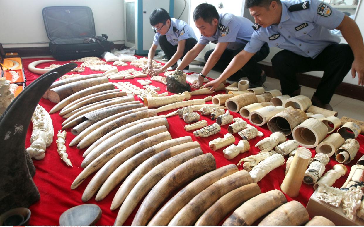 Chinese police examine seized smuggled ivory and rhino horn in 2016. - Copyright (c) 2016 Rex Features. No use without permission.