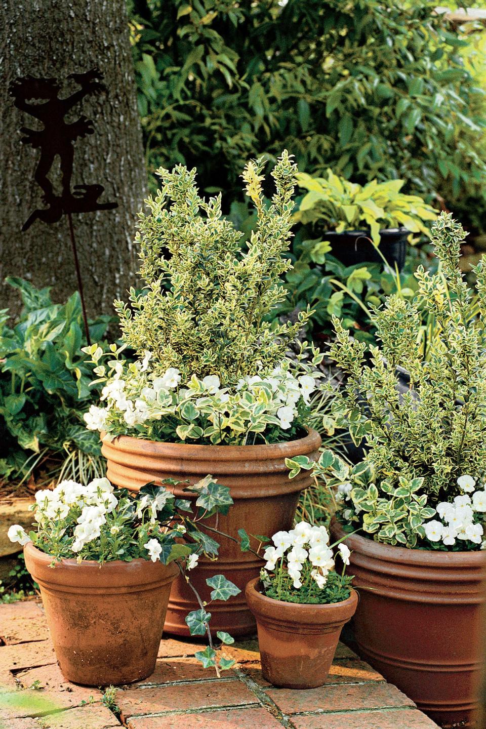 Variegated Boxwood & Violas