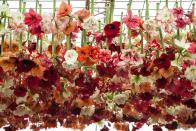 <p>In 1927 there was a campaign to get the RHS to ban foreign exhibits from the Chelsea Flower Show to reduce competition with British firms. The RHS refused, saying 'horticulture knows nothing of nationality'.</p>