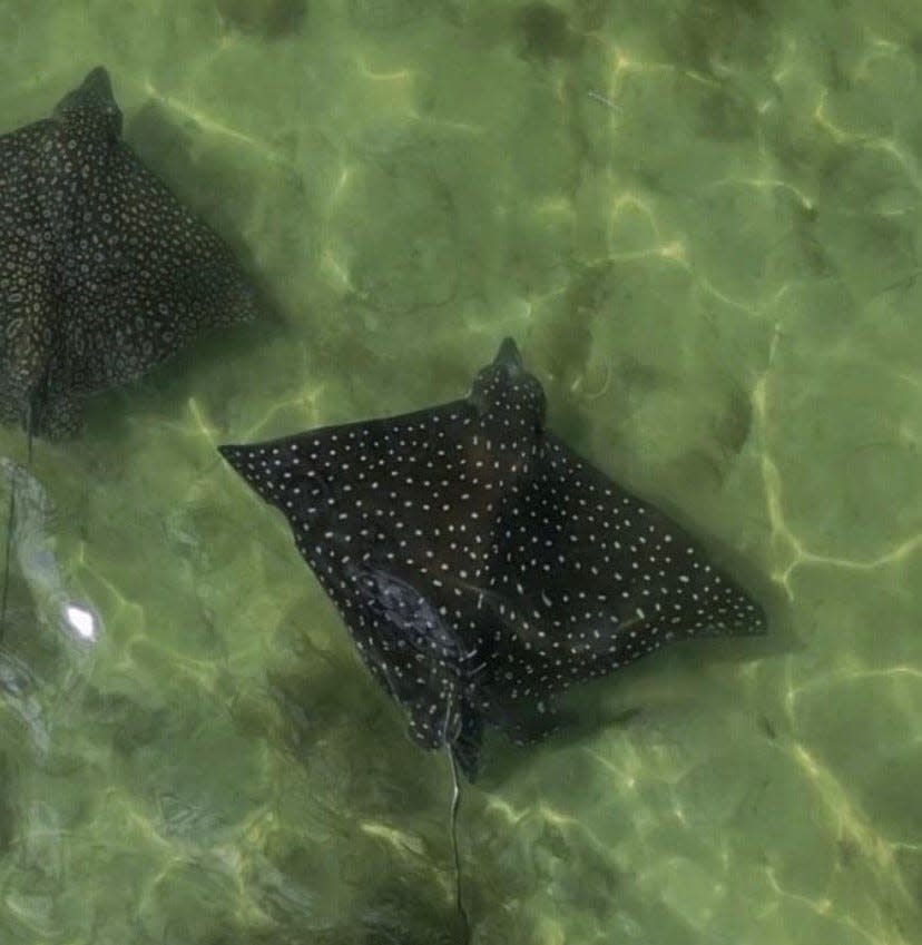 Captain Steve Plein of Sailing New Wave, took these photos of five spotted eagle rays who were encountered by a manatee off North Captiva earlier this month.