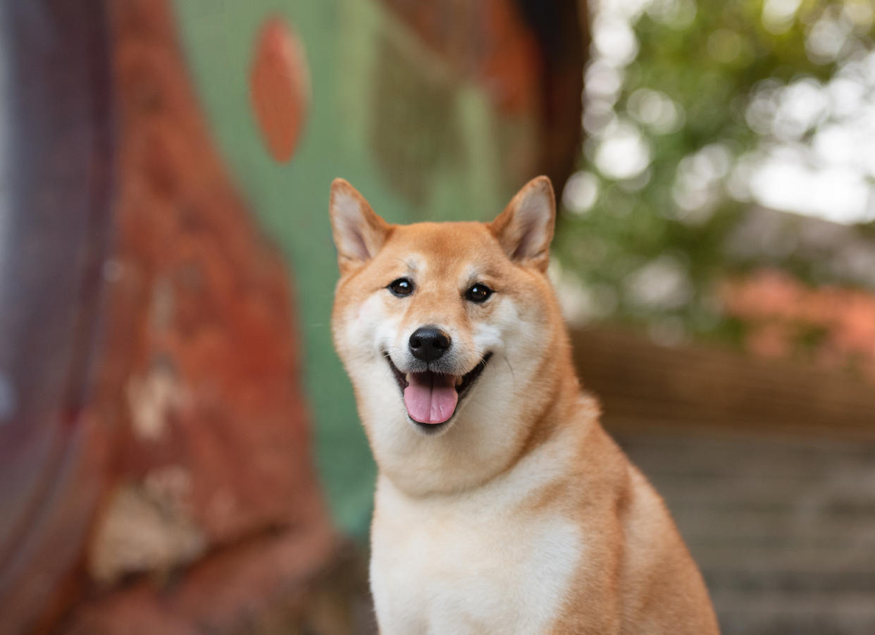 One Shiba Inu dog, the inspiration for meme coins like Shiba Inu coin and dogecoin, looking at the camera at a public park. (Getty Images)