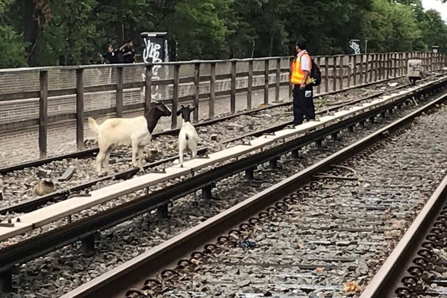 The mischievous goats were spotted on the subway tracks in Brooklyn: @NYCTSubway