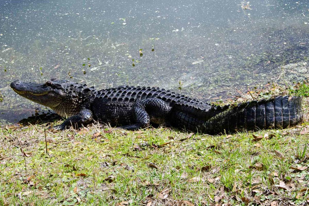 Alligator Spotted in New Jersey Lake Still at Large After a Week of