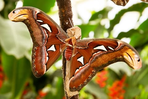 A tropical moth - Credit: istock