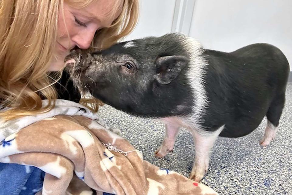 <p>Courtesy of The Sanctuary at Haafsville</p> A pig named Snoop Hogg likes to give kisses.