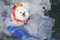 A dog wipes out during the Surf City Surf Dog Contest in Huntington Beach, California September 27, 2015. REUTERS/Lucy Nicholson