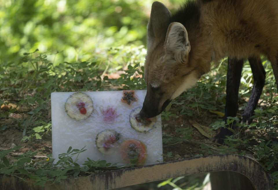 A maned wolf investigates a block of ice with frozen fruit at the city zoo in Rio de Janeiro, Brazil, Jan. 27, 2023. The zoo's animals are given frozen snacks made from tropical fruits, chunks of meat and frozen yogurt to help cool them off amid intense summer heat. (AP Photo/Silvia Izquierdo)
