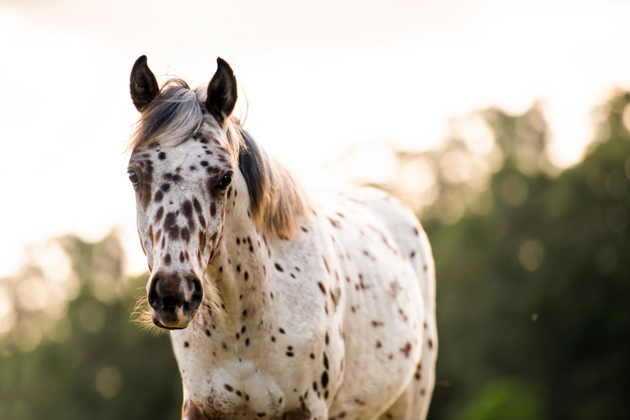 Le jeune homme a amené son Appaloosa souffrant devant l'église de Saint François d'Assise (Image d'illustration : Getty images)