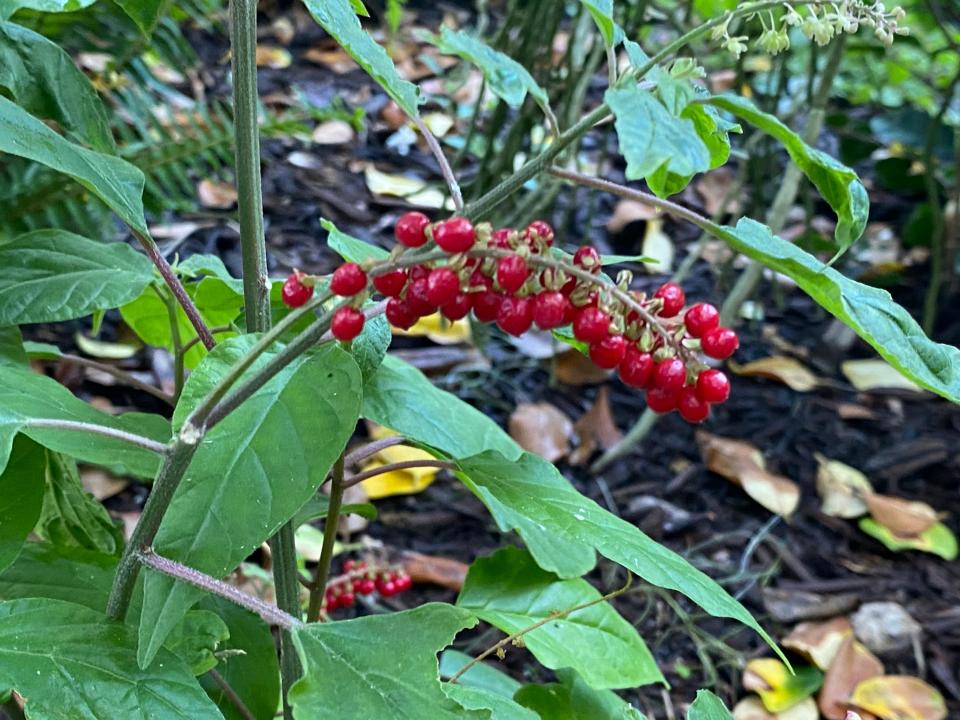 Rouge plant was placed along a border.