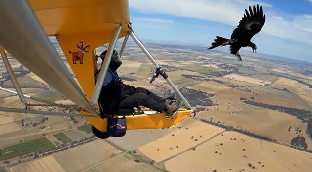 The wedge-tailed eagle known as Jack the Ripper has been tormenting ultralight pilots for years in central Victoria. Source: The Weekly Times