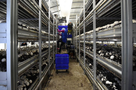 Workers harvest mushrooms at Reilly Mushroom farm in Athlone, Ireland October 10, 2016. REUTERS/Clodagh Kilcoyne