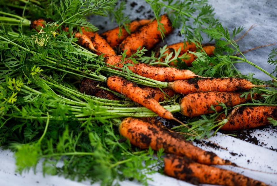 Carrots picked from a high tunnel greenhouse at Amanda Belle's Farm at CoxHealth on Tuesday, Nov. 15, 2022.