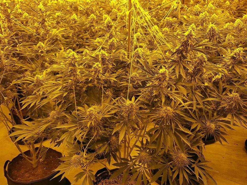 Some of the 1,400 cannabis plants that have been seized by police after officers carried out a series of raids in Sussex over the first two weeks of February: PASussex Police