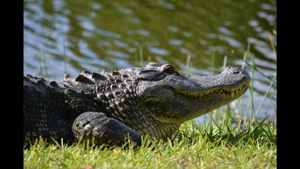 Avistan a cocodrilo persiguiendo a un venado en un refugio silvestre de la Florida. ‘Una película de suspenso de la vida real’.