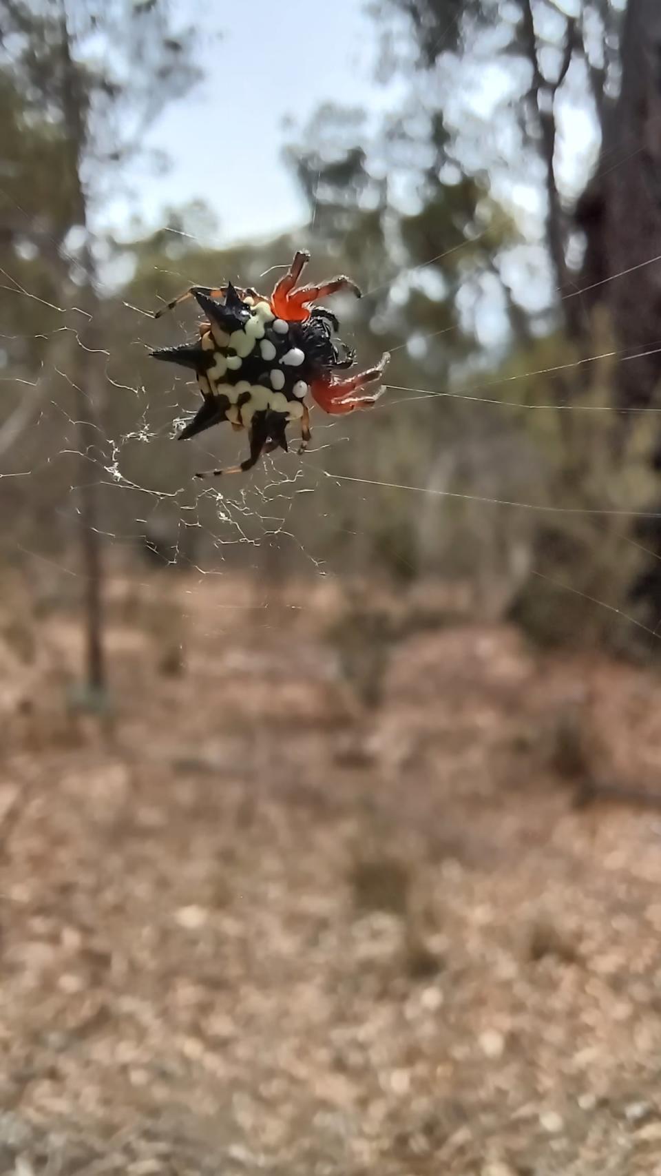 An Austracantha minax  spider spins a web at the Karakamia Sanctuary, a wildlife reserve in Australia where researchers conducted a study on environmental DNA,