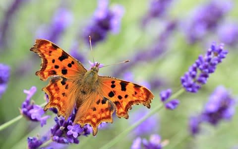 Comma butterfly on English lavender - Credit: Moment RF