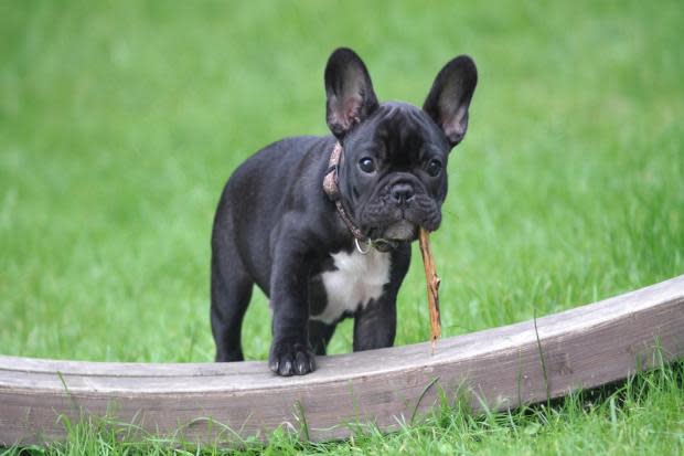French Bulldogs were the most commonly stolen breed of dogs last year, new figures reveal. Picture: Pexels/ Jens Mahnke