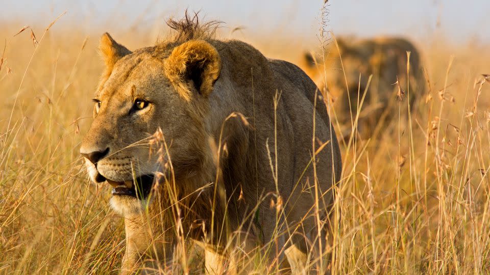 A close-up photo shows male lions on the prowl through high grass of the Masai Mara National Reserve in Kenya. Though strongly associated with the East African nation, lions only number a couple of thousand there. - WLDavies/E+/Getty Images