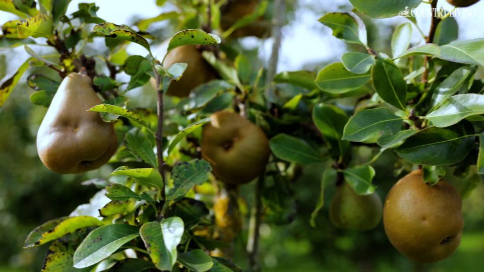 pears on the tree