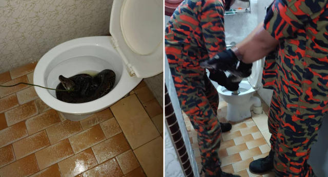 Australian woman bitten by snake in toilet