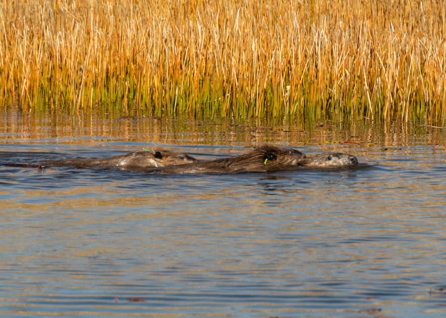 Two of the yearling beaver kits hitch a ride on the back and tail of one of the larger beavers in Plumas County, California on October 18, 2023. (CDFW Photo/Travis VanZant)