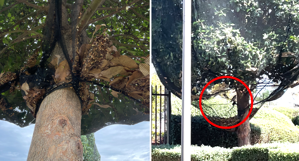 Left - close up of a netted tree. Right - a noisy miner inside the netting of a tree.