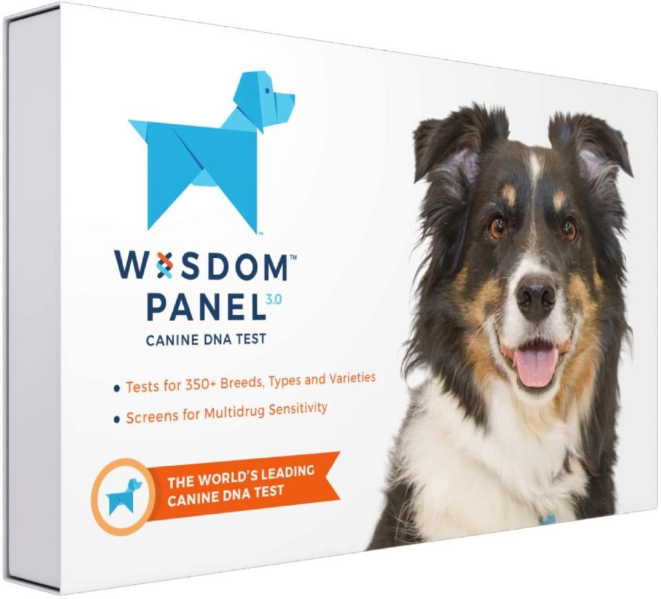 Get Wisdom Panel's dog DNA kit for <a href="https://amzn.to/33QIma7" target="_blank" rel="noopener noreferrer">$62 on Amazon</a> this Prime Day. It&rsquo;s also <a href="https://fave.co/2InCw7W" target="_blank" rel="noopener noreferrer">$20 off at Chewy</a> (Photo: Amazon)