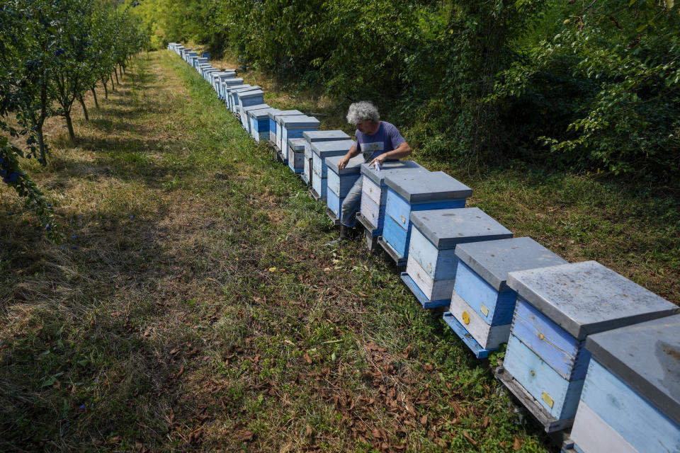 Vladan Jakovljevic, a beekeeper checks bee hives outside the village of Gornje Nedeljice, in the fertile Jadar Valley in western Serbia, Tuesday, Aug. 6, 2024. (AP Photo/Darko Vojinovic)