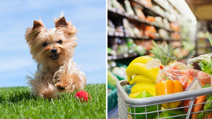 Grocery store pet