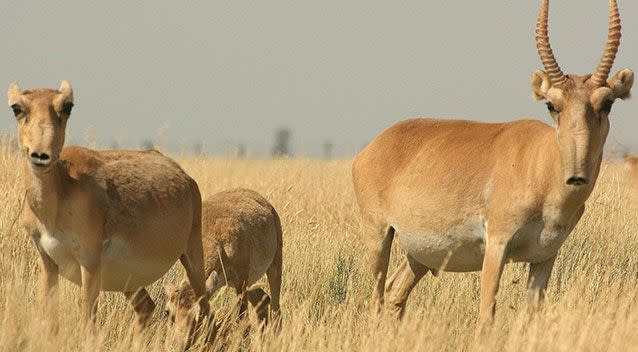 Entire herds of the saiga antelope mysteriously dropped dead in 2015, with 200,000 wiped out in the space of three weeks. Source: WWF