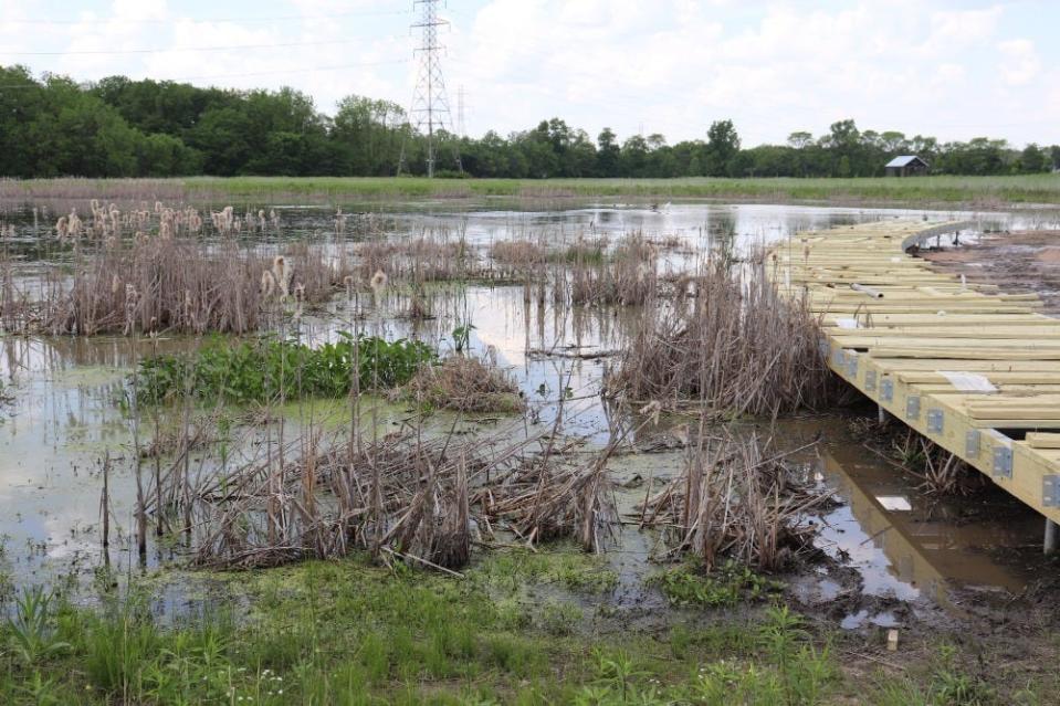 Wetlands in Taylor Farm Park in New Albany on May 21 where Rebecca Eldemire, who was killed in 2015, will have a memorial tree grove planted in her memory. Eldemire used to go to these wetlands as a child and look at wildlife.