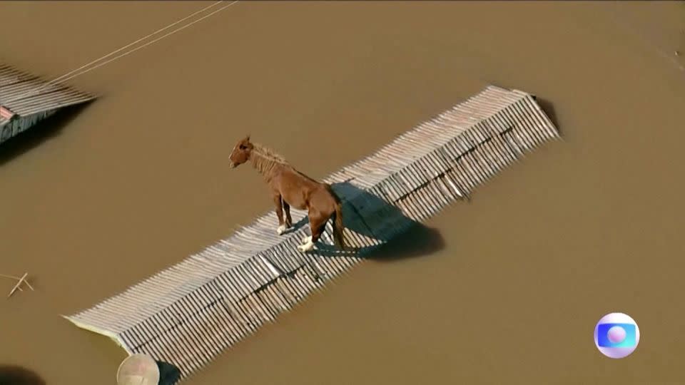 A horse was found trapped on a roof in a flooded area in Rio Grande do Sul, on Wednesday, May 8.  - TV Globo